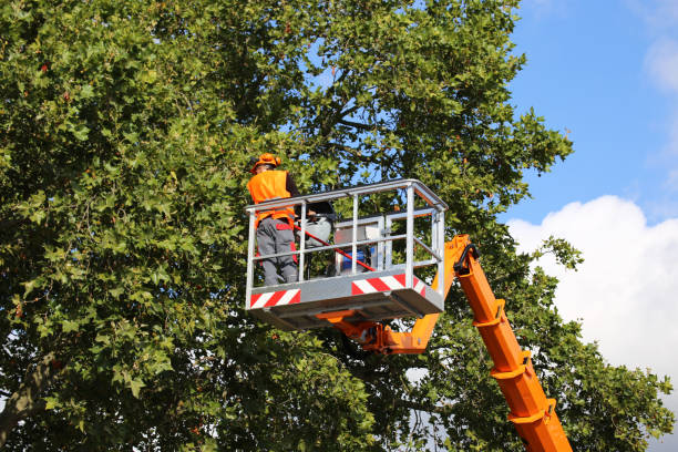 Best Tree Pruning Services  in Pleasant View, UT